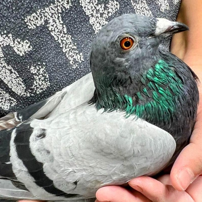 Fog, a Adoptable Pigeon in Chicago, IL image 2/3