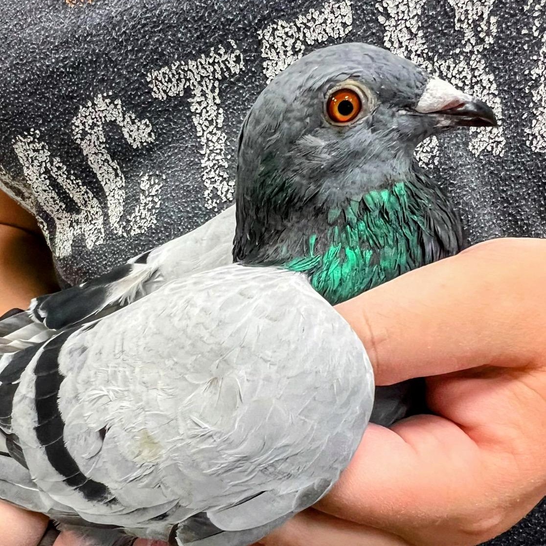 Fog, a Adoptable Pigeon in Chicago, IL image 3/3