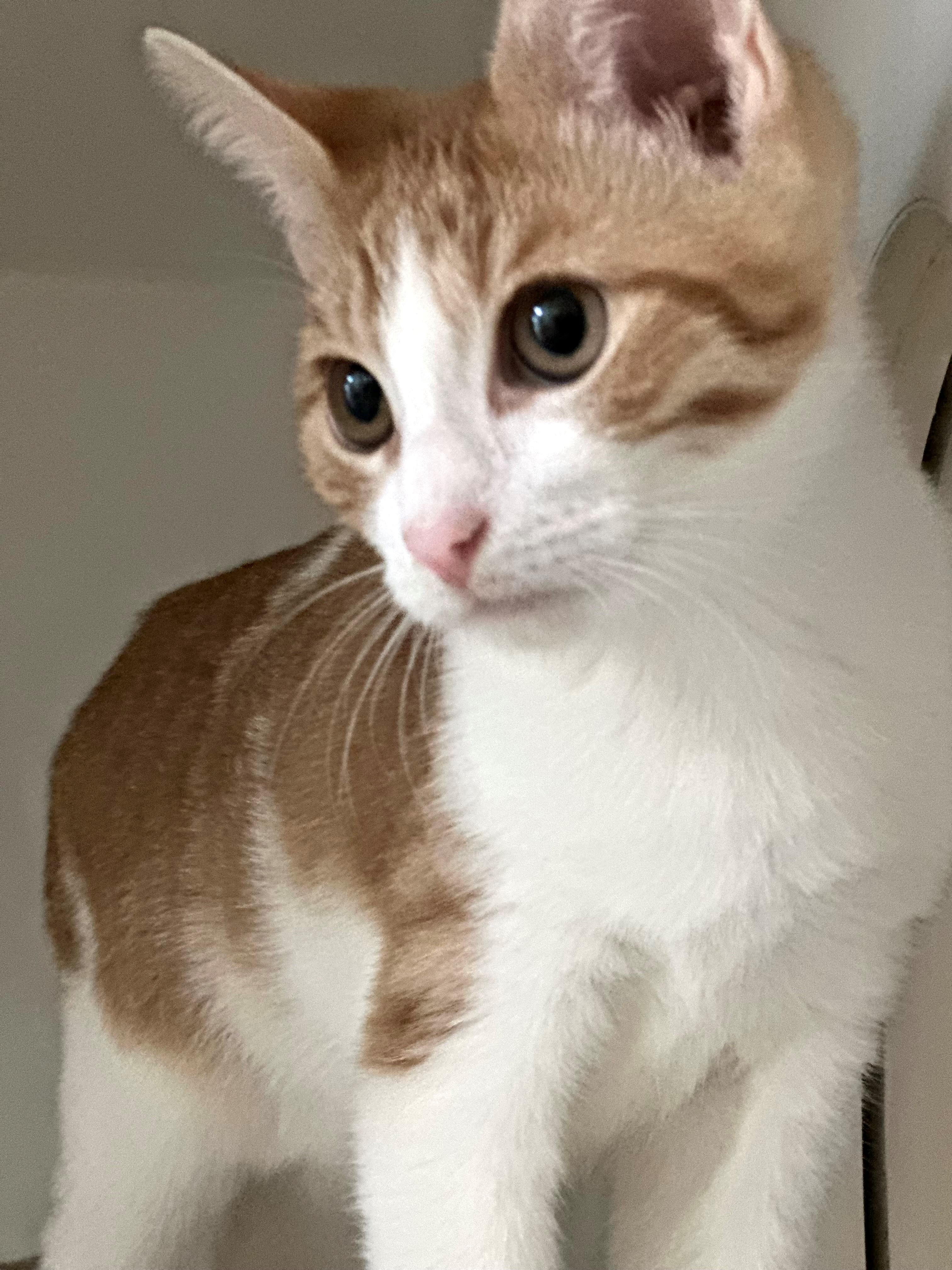 Cat for adoption Today, a Domestic Short Hair in Hilton Head Island