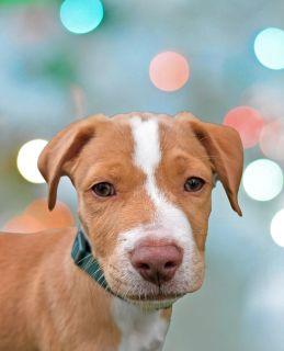 Jensen, Baby Male Mixed Breed