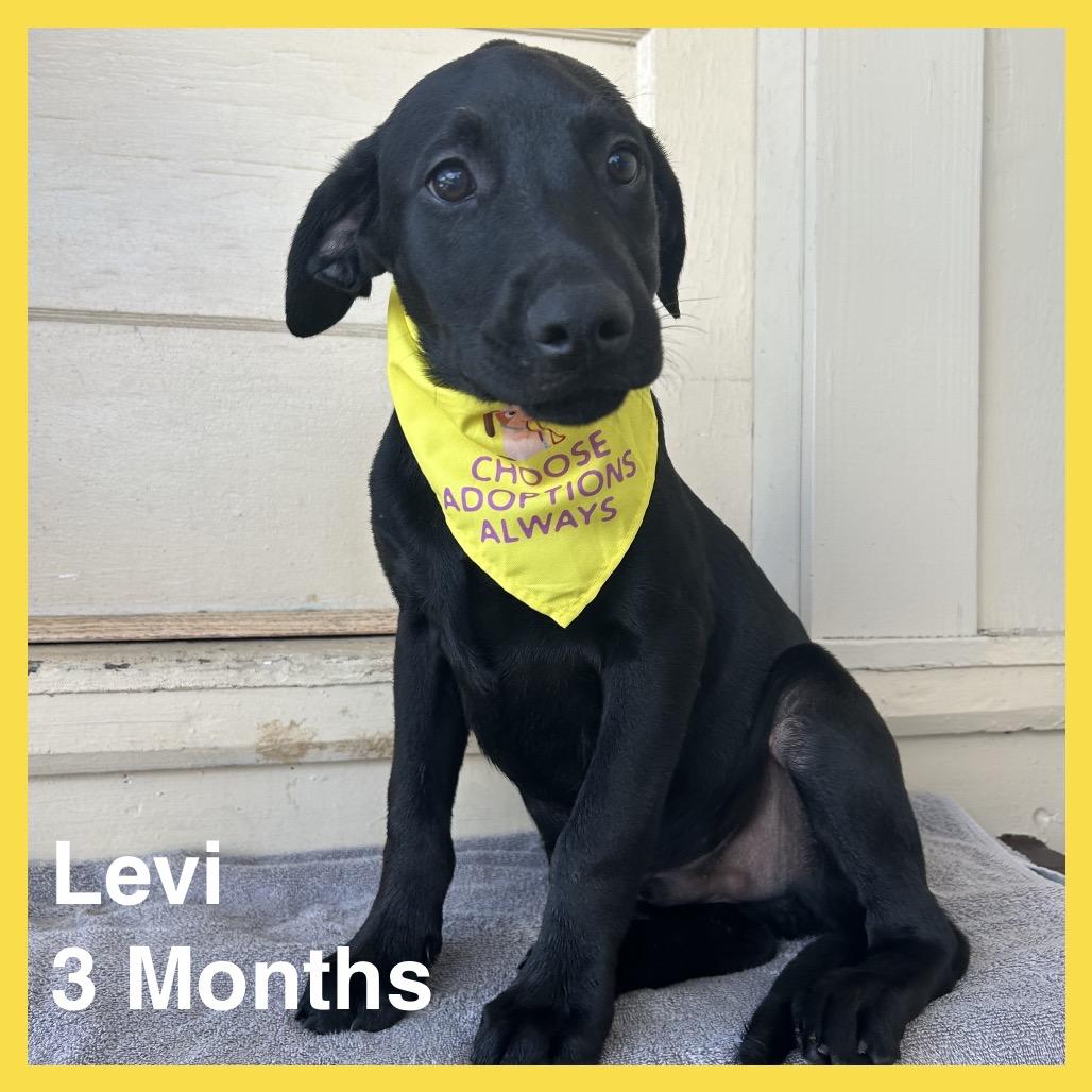 Levi (COH-A-67519, Adoptable, Puppy Male Black Labrador Retriever & Mixed Breed.