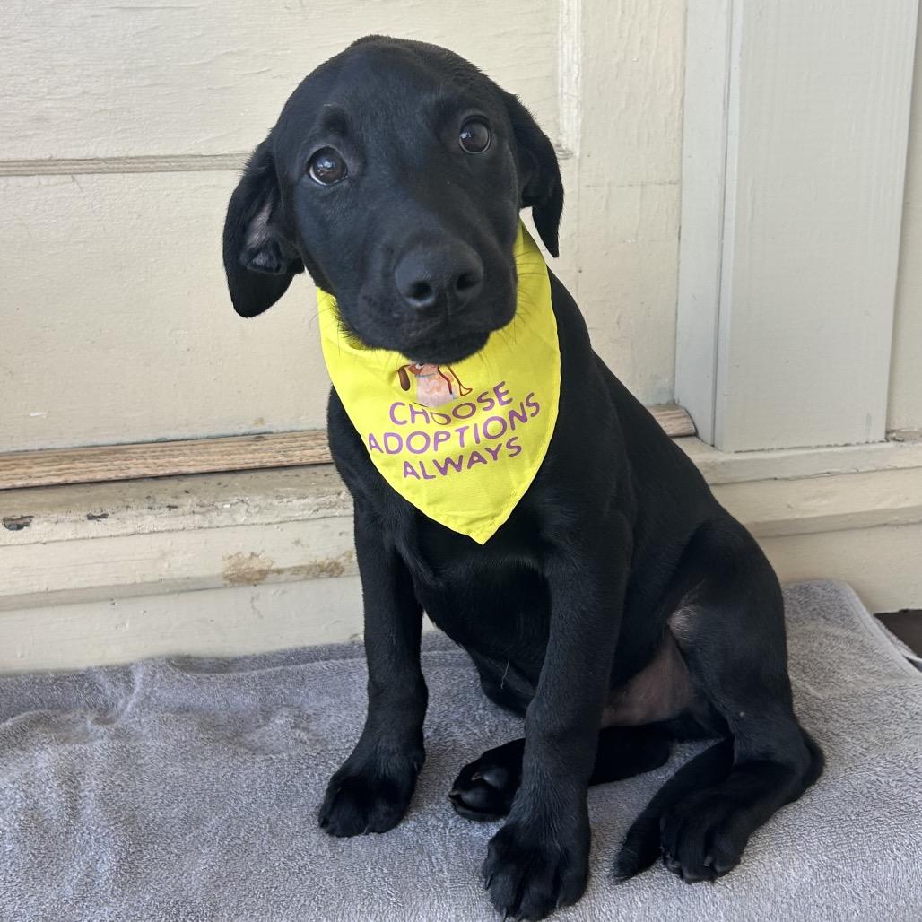 Levi (COH-A-67519, a Adoptable mixed breed in Volcano, HI image 3/4