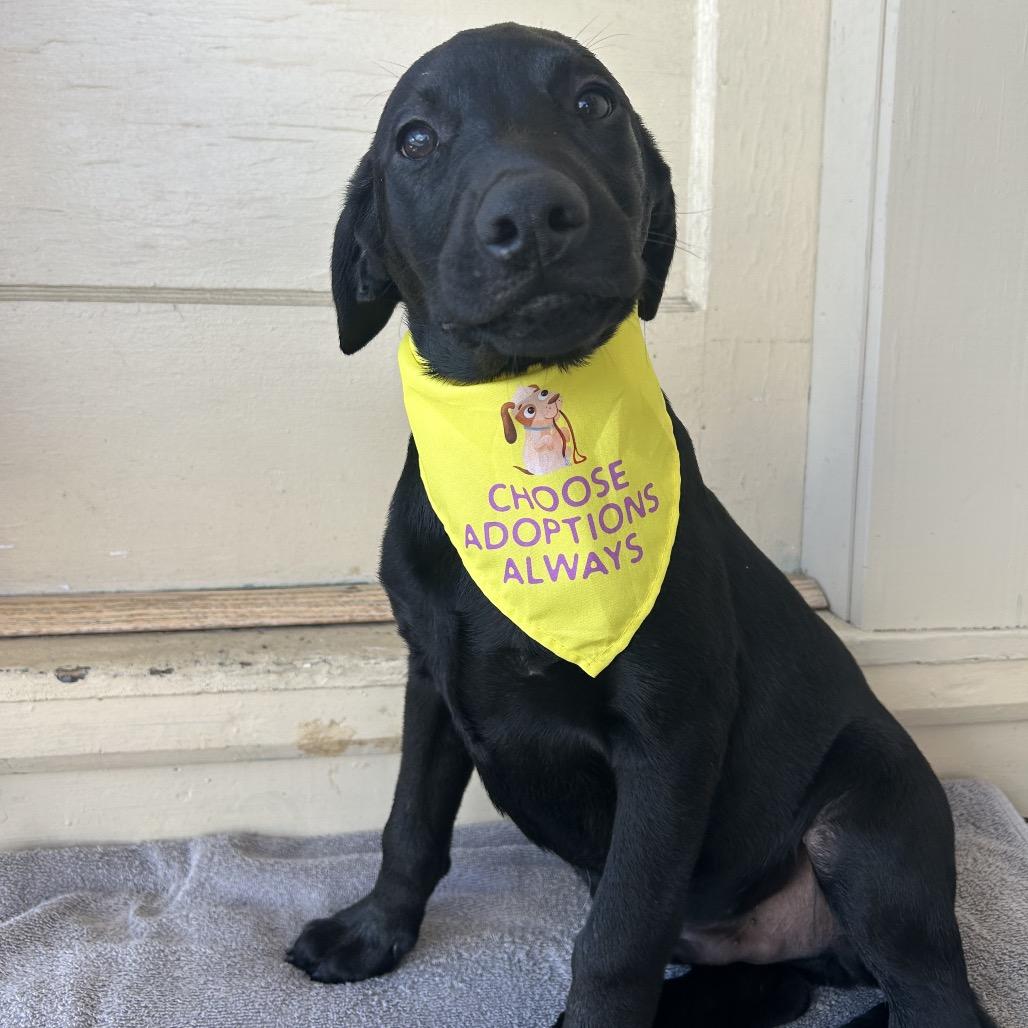 Levi (COH-A-67519, a Adoptable mixed breed in Volcano, HI image 4/4