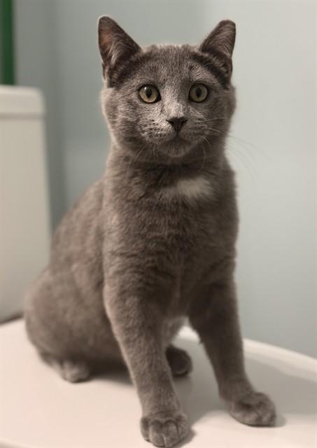 BRUCE, Adoptable, Young Male Domestic Short Hair.