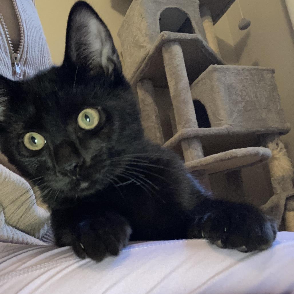 Louie, Adoptable, Young Male Domestic Short Hair.