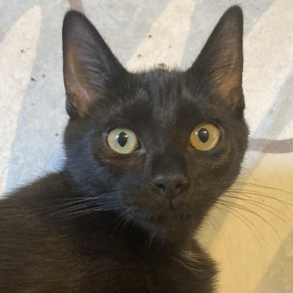 Louie, a Adoptable Domestic Short Hair in Winston Salem, NC image 1/6