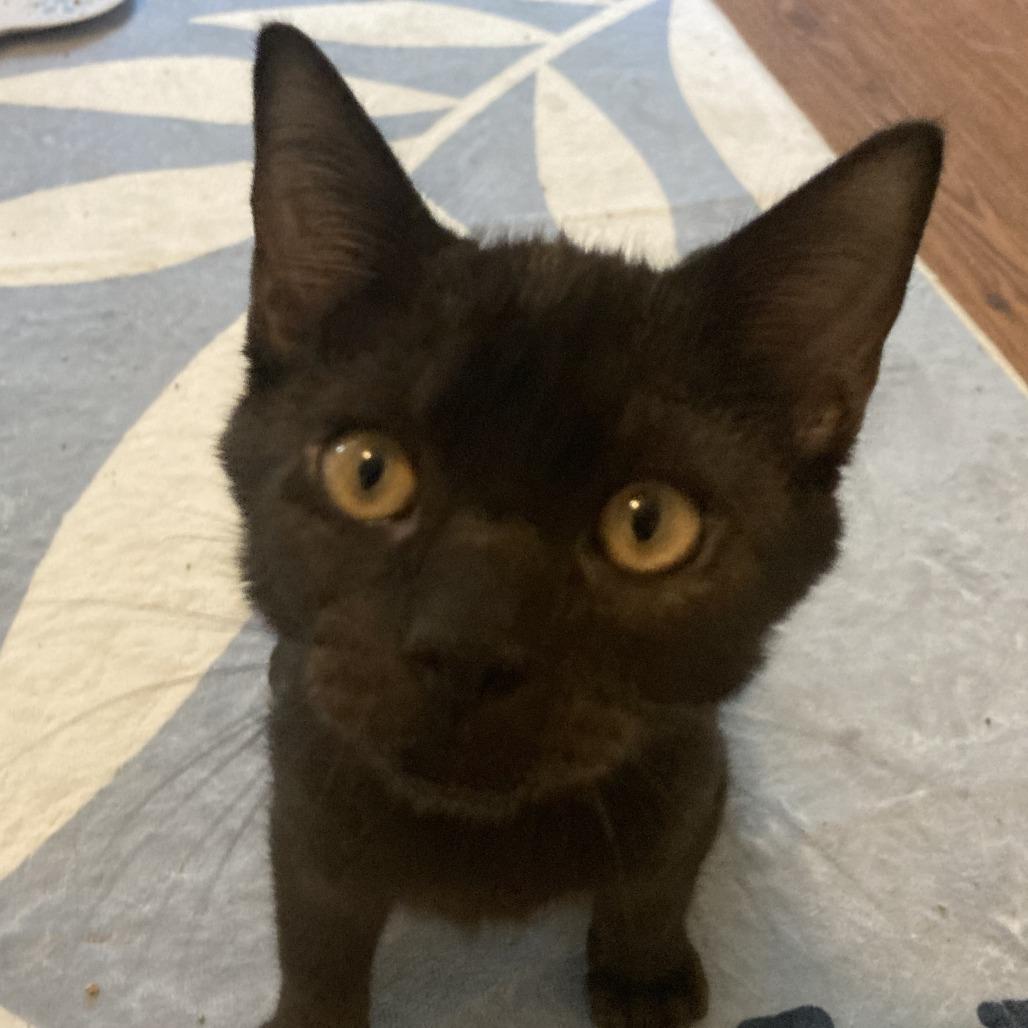 Louie, a Adoptable Domestic Short Hair in Winston Salem, NC image 2/6