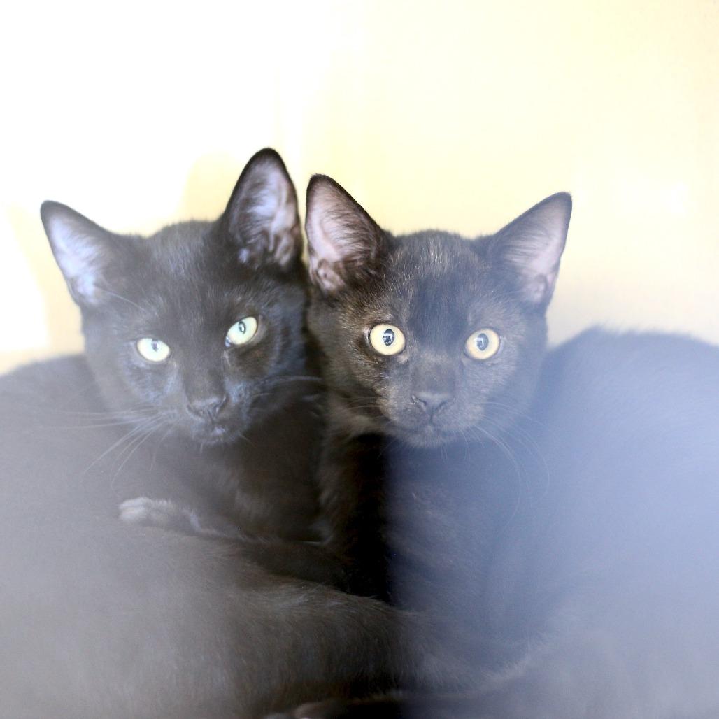 Louie, a Adoptable Domestic Short Hair in Winston Salem, NC image 3/6