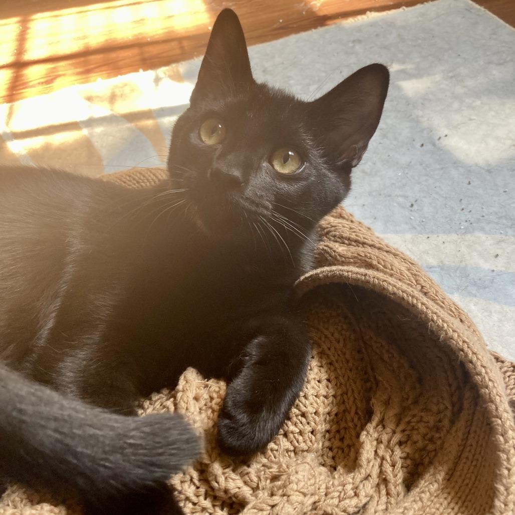 Louie, a Adoptable Domestic Short Hair in Winston Salem, NC image 4/6