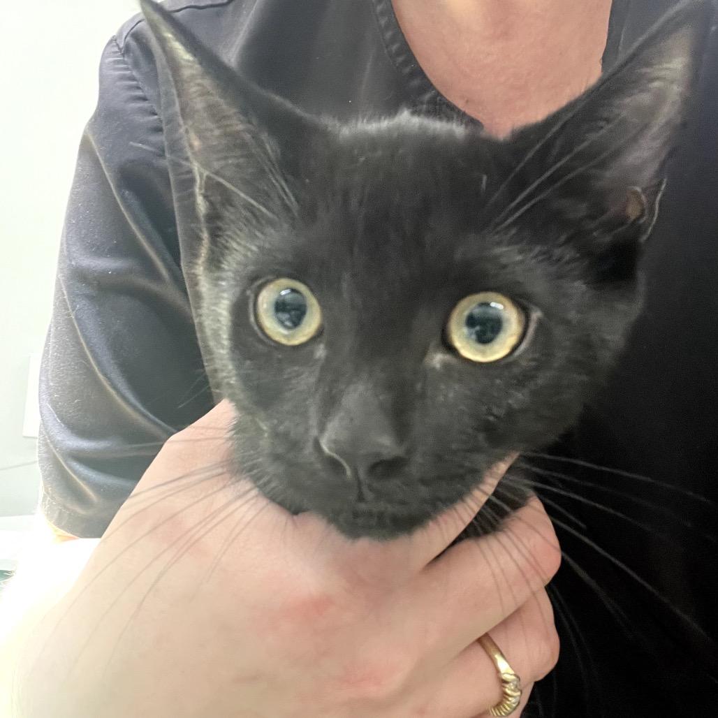 Louie, a Adoptable Domestic Short Hair in Winston Salem, NC image 5/6