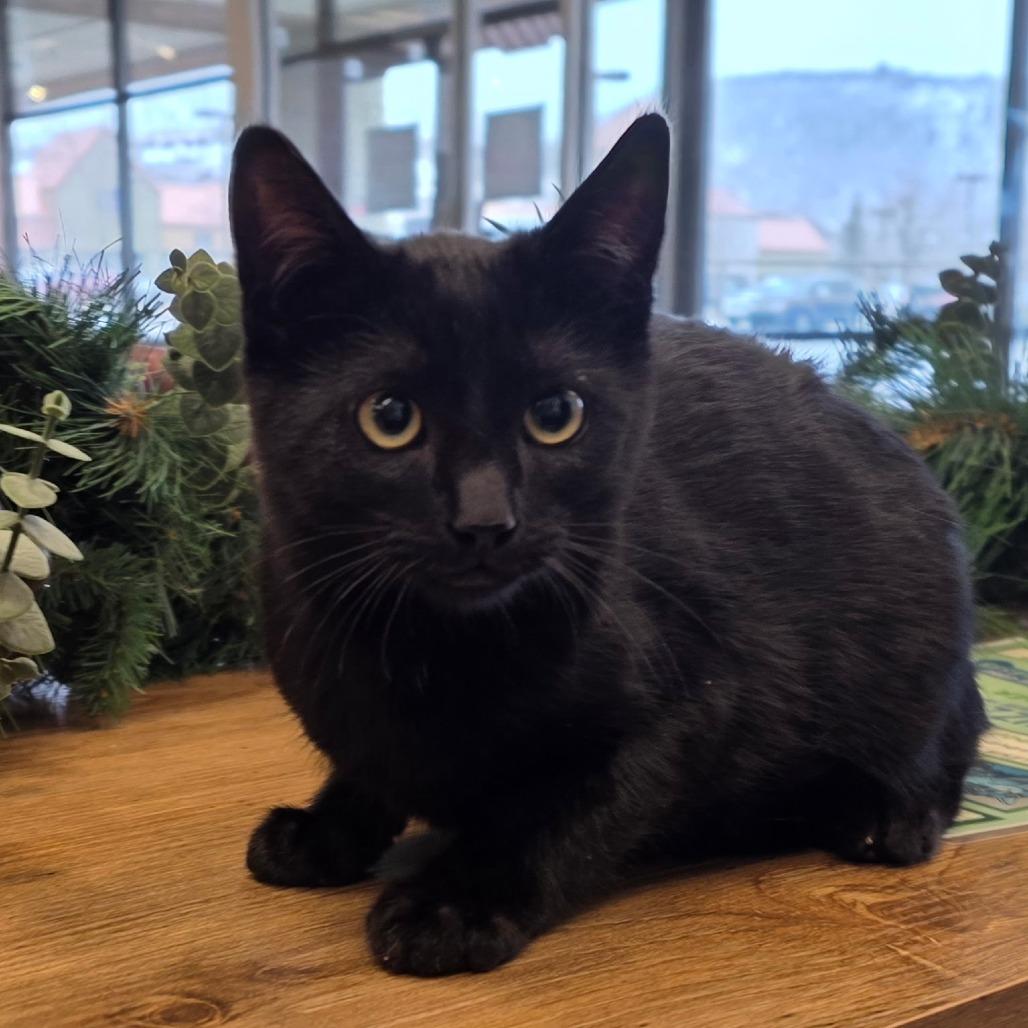 Enlarge Holly, a Adoptable Domestic Short Hair in Park City, UT image 1/1