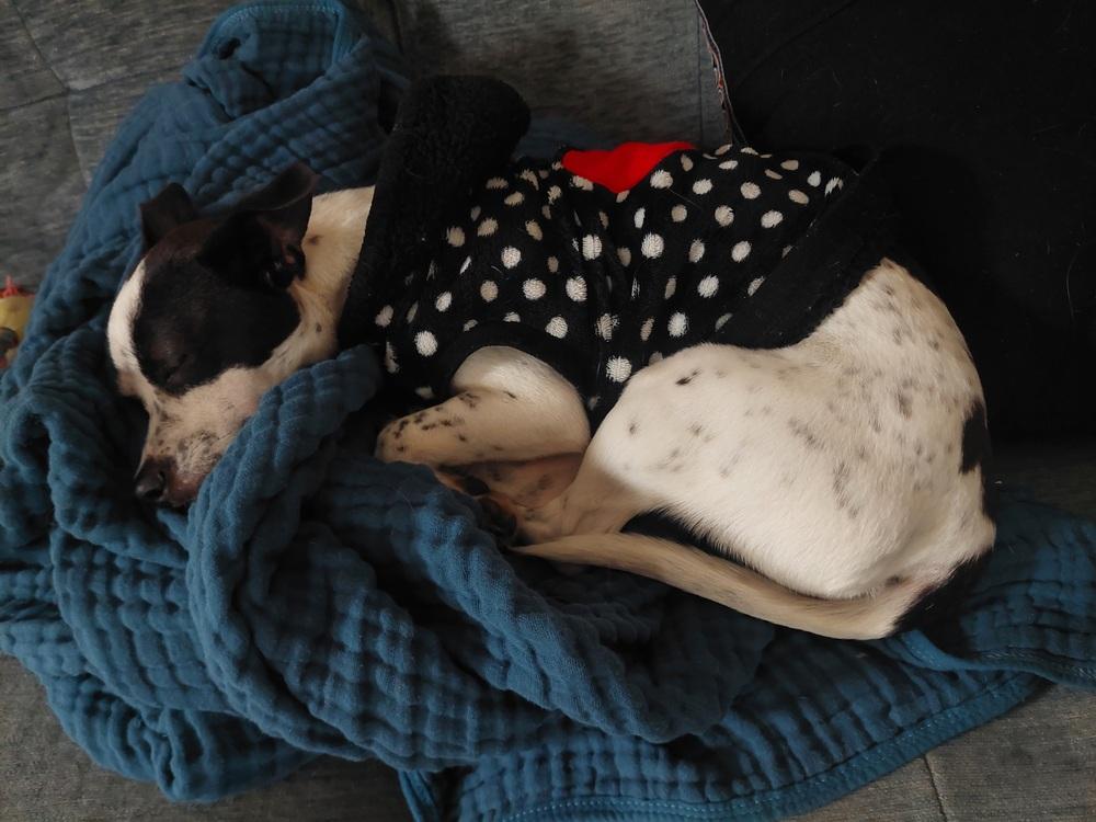 Geenie, Adoptable, Young Female Rat Terrier.