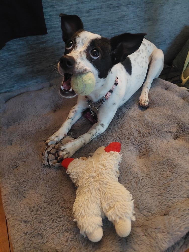 Enlarge Geenie, a Adoptable mixed breed in Plymouth, MN image 2/4