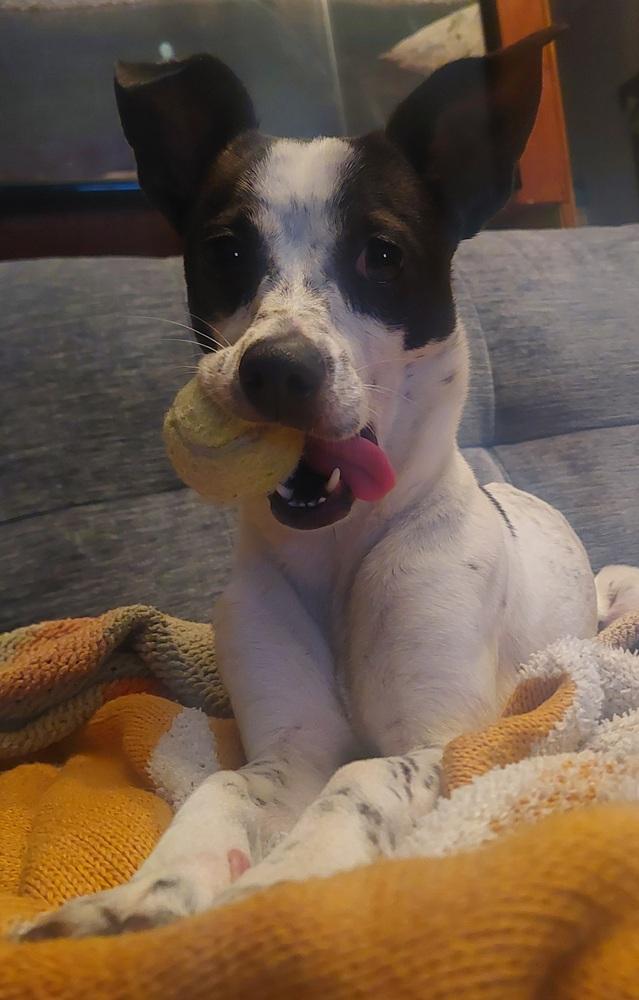 Enlarge Geenie, a Adoptable mixed breed in Plymouth, MN image 3/4