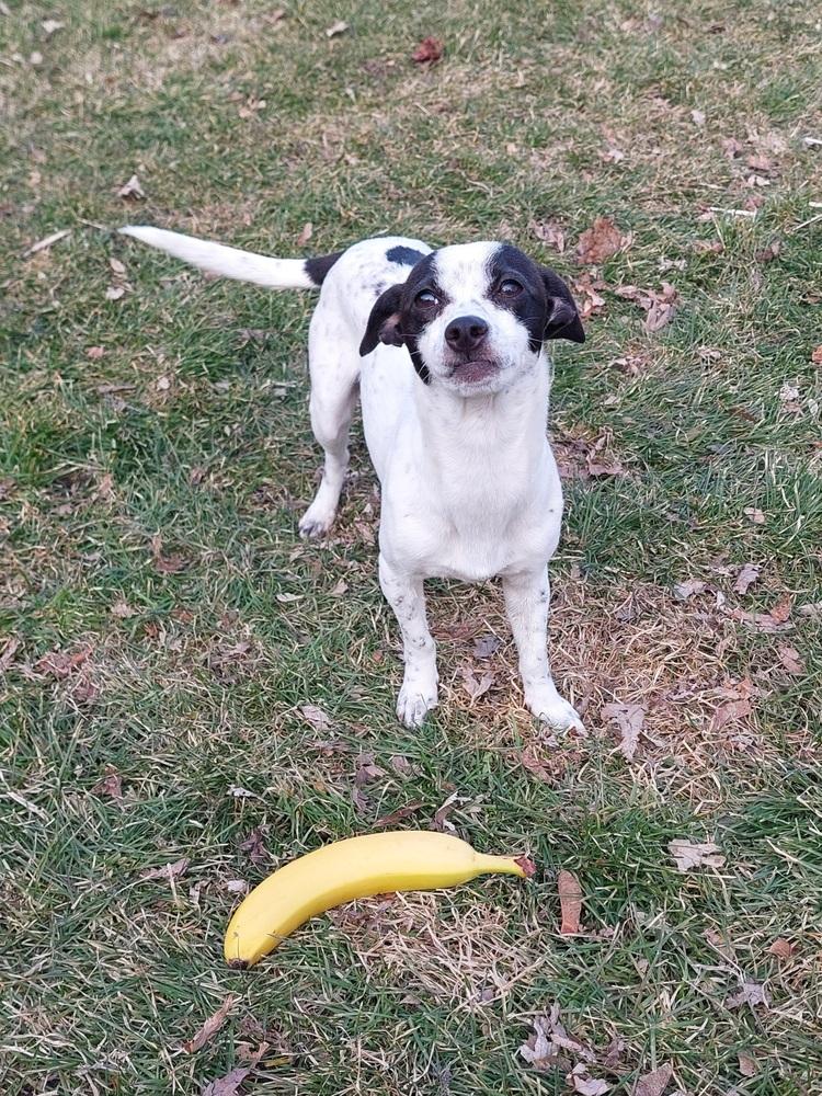 Enlarge Geenie, a Adoptable mixed breed in Plymouth, MN image 4/4