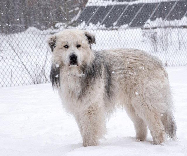 Romeo, Adoptable, Adult Male Great Pyrenees.