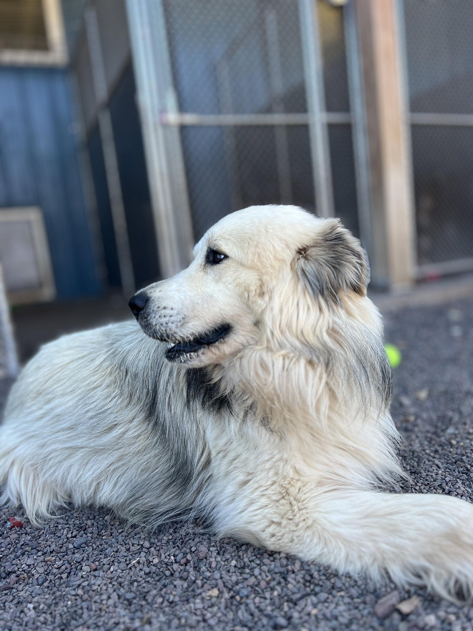 Enlarge Romeo, a Adoptable Great Pyrenees in Webster, WI image 2/3