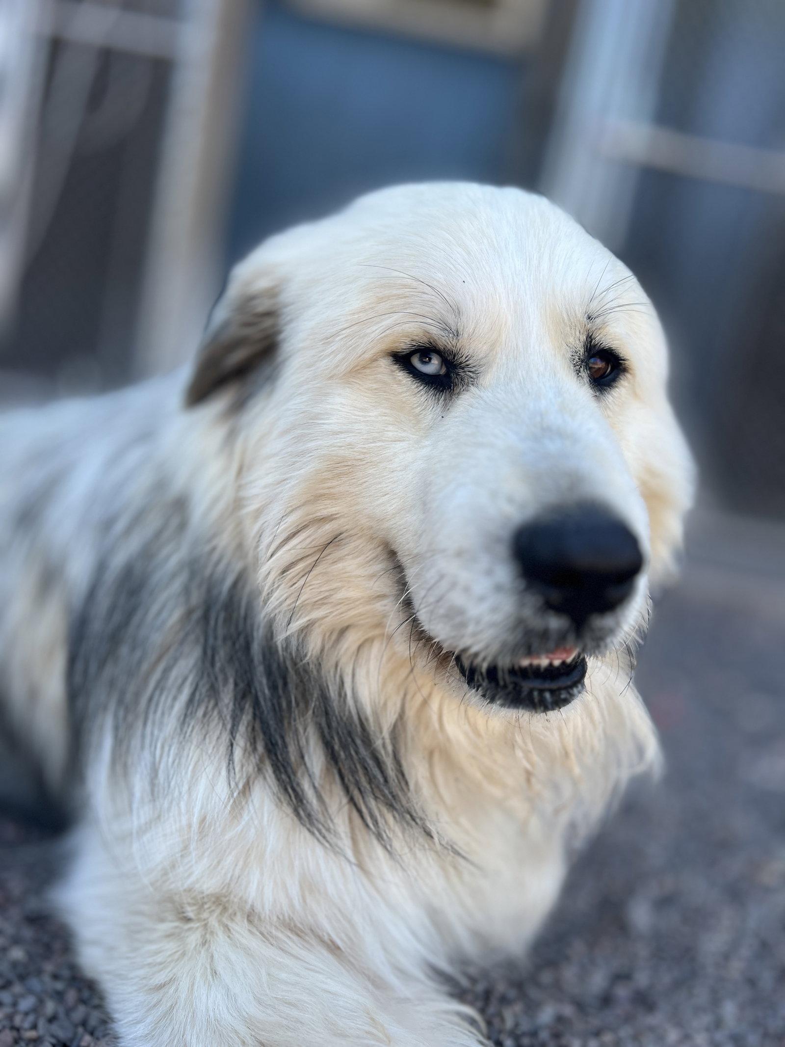 Enlarge Romeo, a Adoptable Great Pyrenees in Webster, WI image 3/3