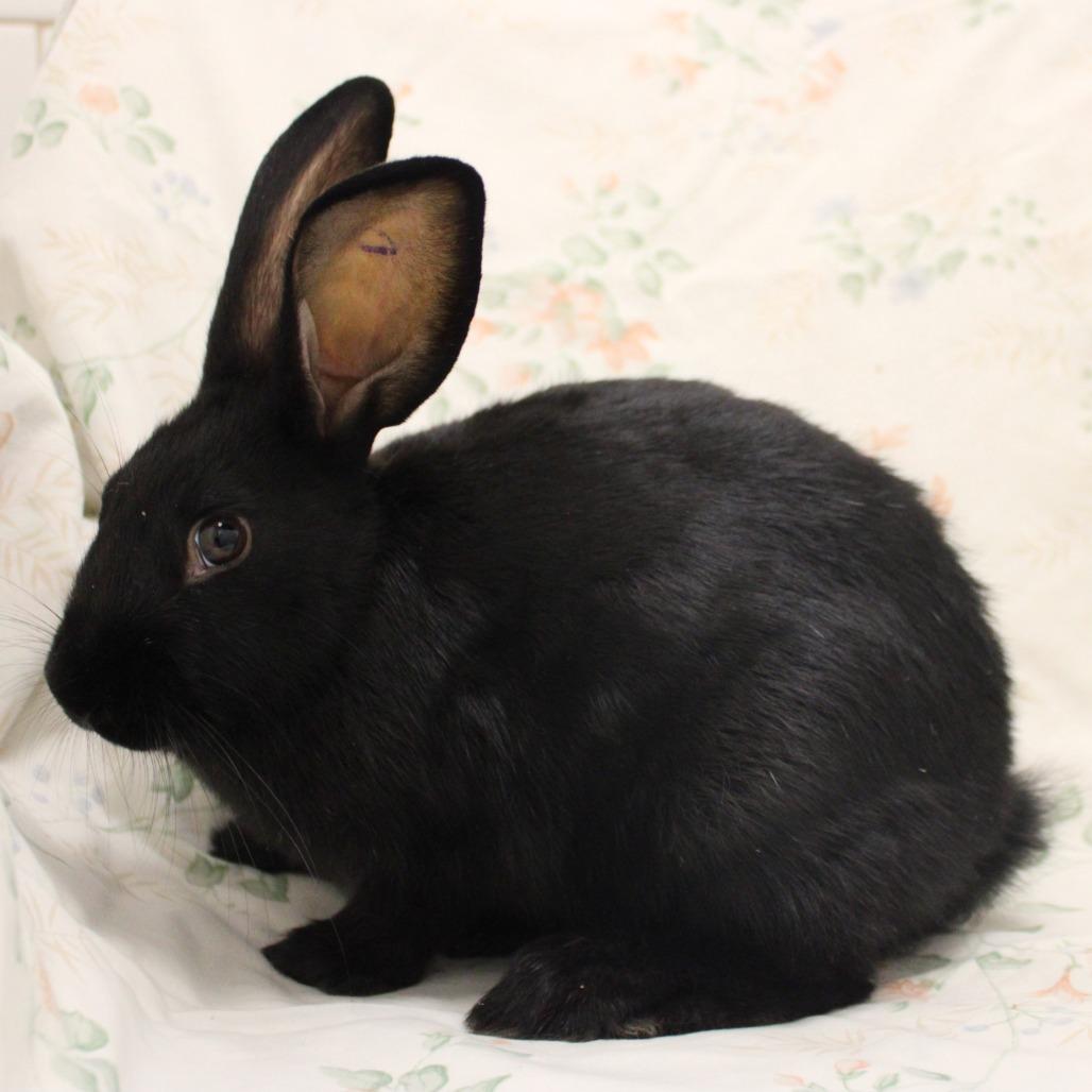 Flippy, Adoptable, Baby Female American & American.