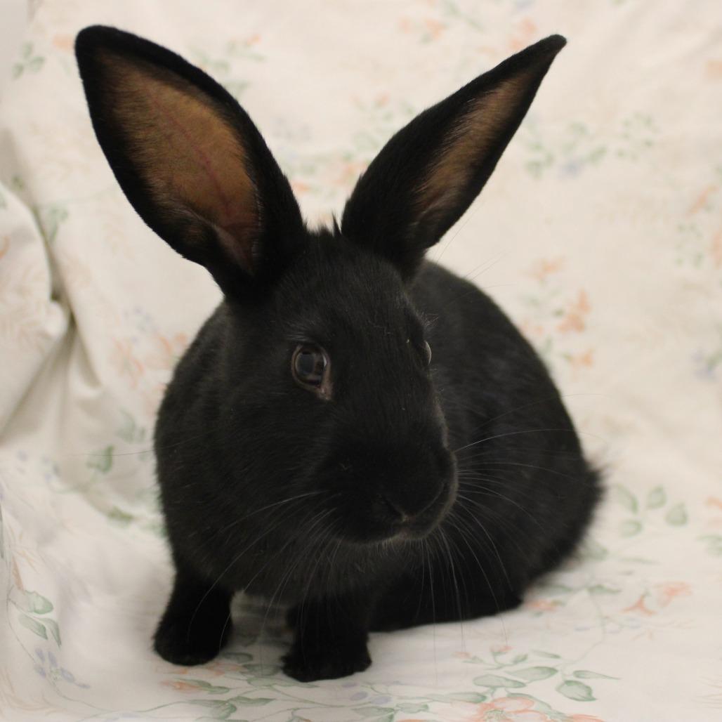 Flippy, Adoptable, Baby Female American.