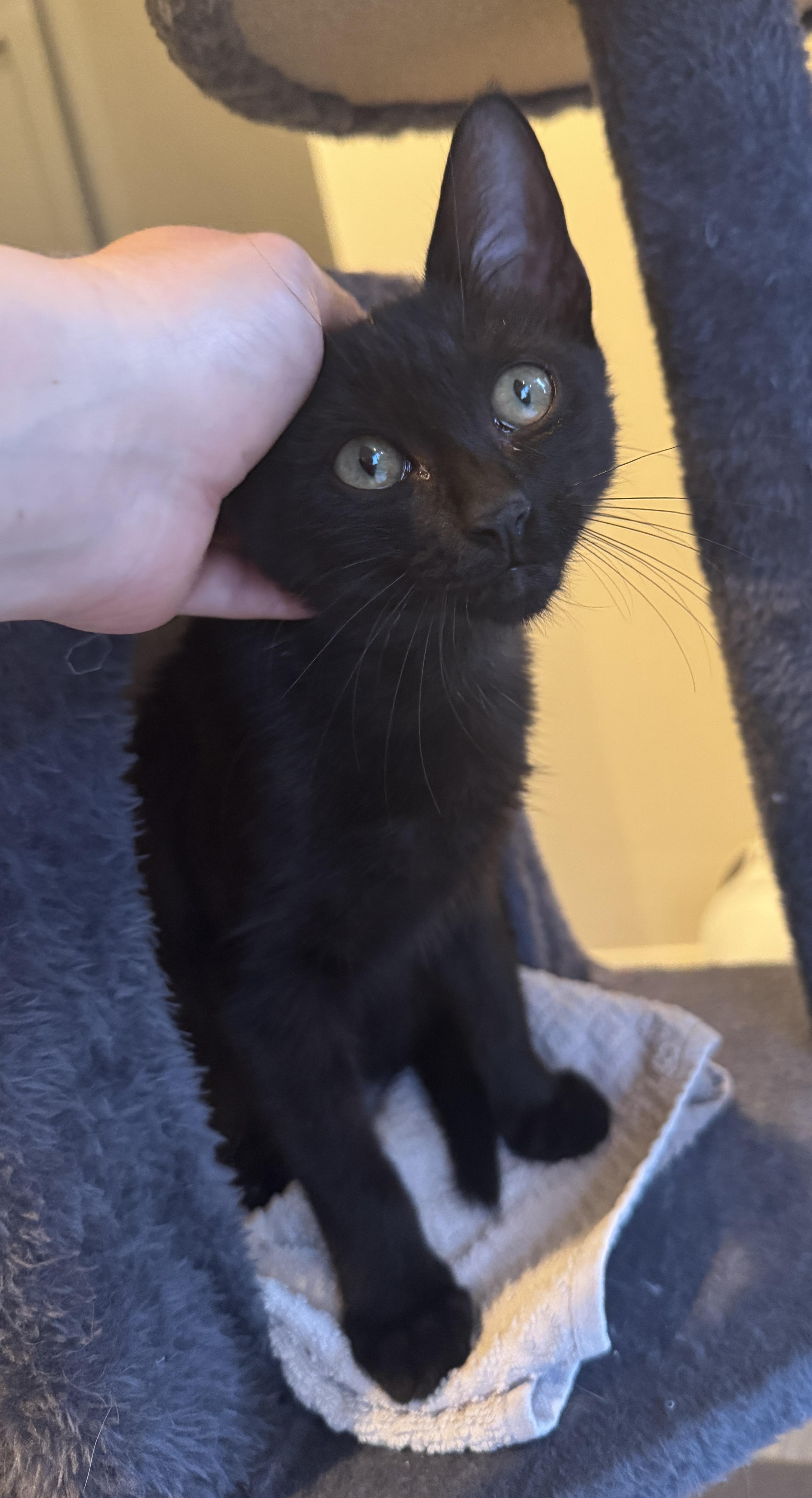 Ace (Coco the tennis pro), Adoptable, Kitten Female Bombay & Domestic Short Hair.