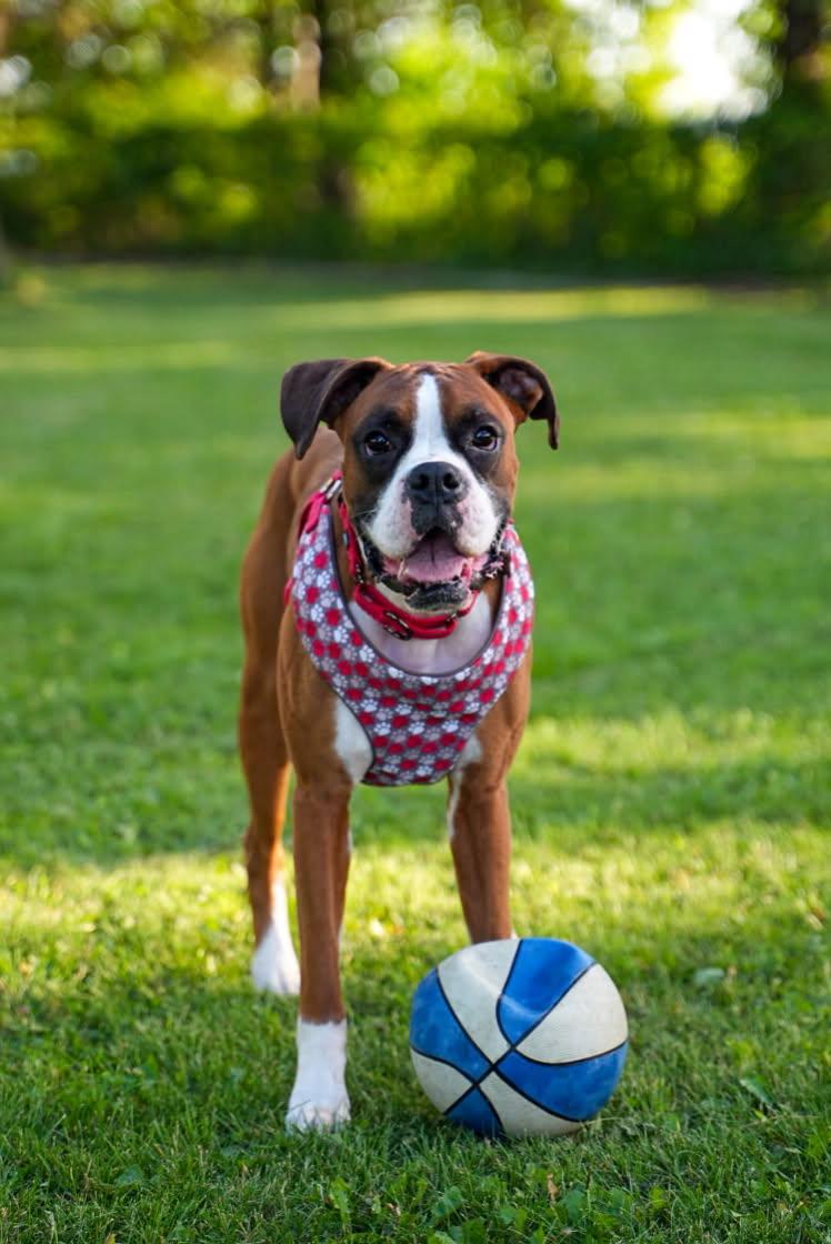 Enlarge Jackson, a Adopted Boxer in Woodbury, MN image 1/2