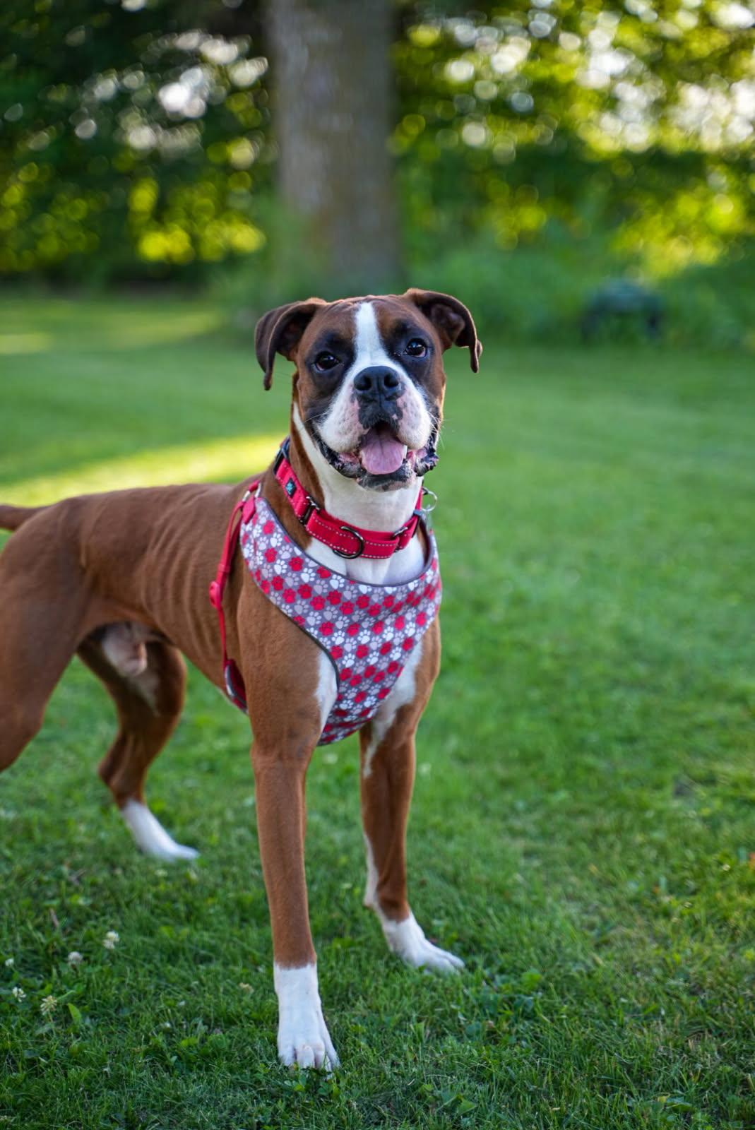Enlarge Jackson, a Adopted Boxer in Woodbury, MN image 2/2