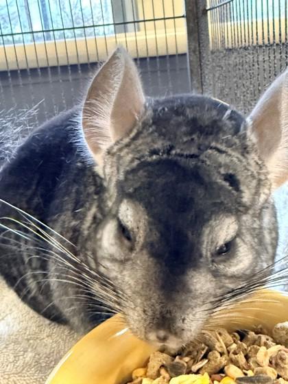 Enlarge Sharky, a Adoptable Chinchilla in Everett, WA image 1/1