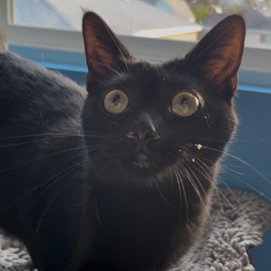 Mariella, Adoptable, Young Female Domestic Short Hair.