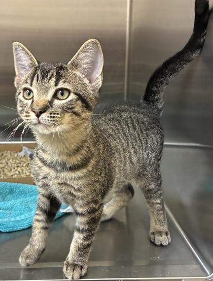 Enlarge Elvis, a Adoptable mixed breed in New Albany, IN image 1/2