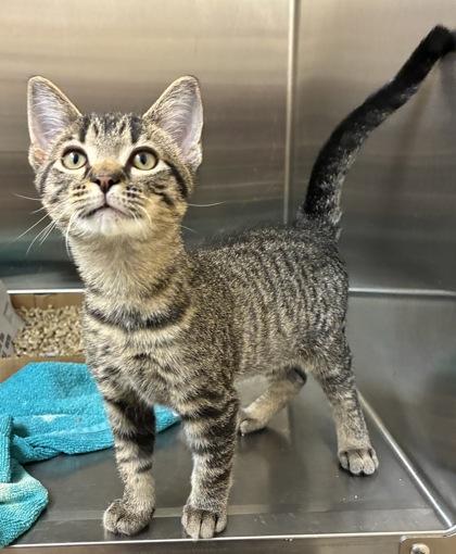 Enlarge Elvis, a Adoptable mixed breed in New Albany, IN image 2/2