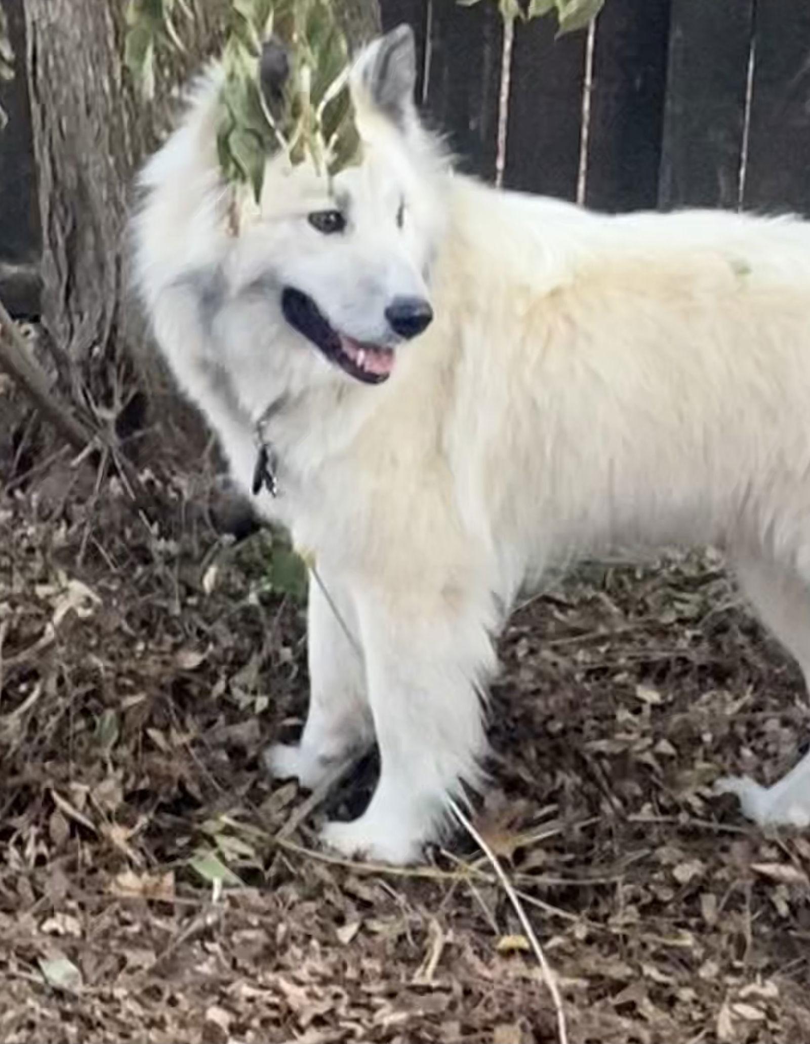 Koda, Adopted, Young Male American Eskimo Dog & Great Pyrenees.