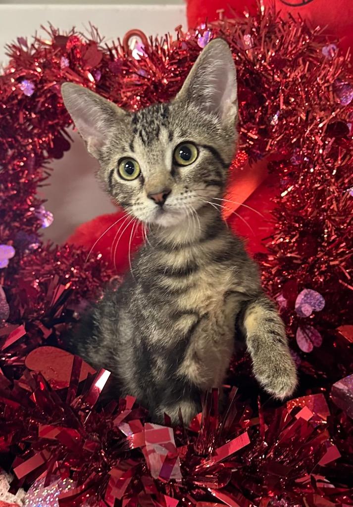 11/21/25 Alexander, Adoptable, Kitten Male Domestic Short Hair.