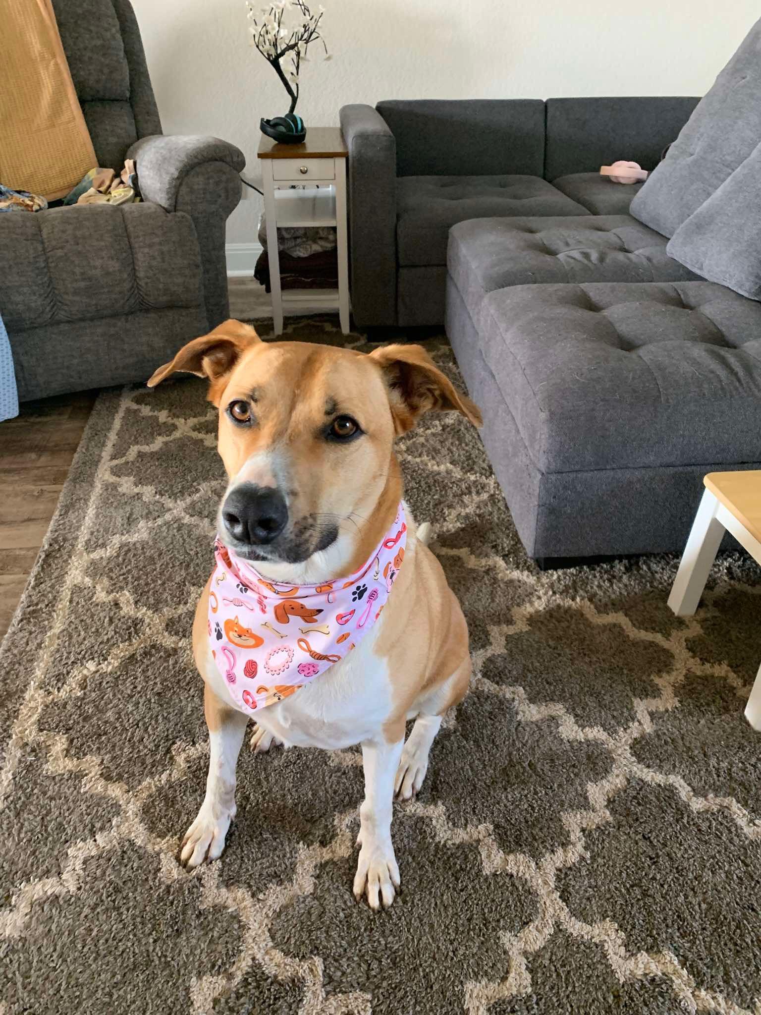 Lovey, Adoptable, Adult Female Saint Bernard & Labrador Retriever.