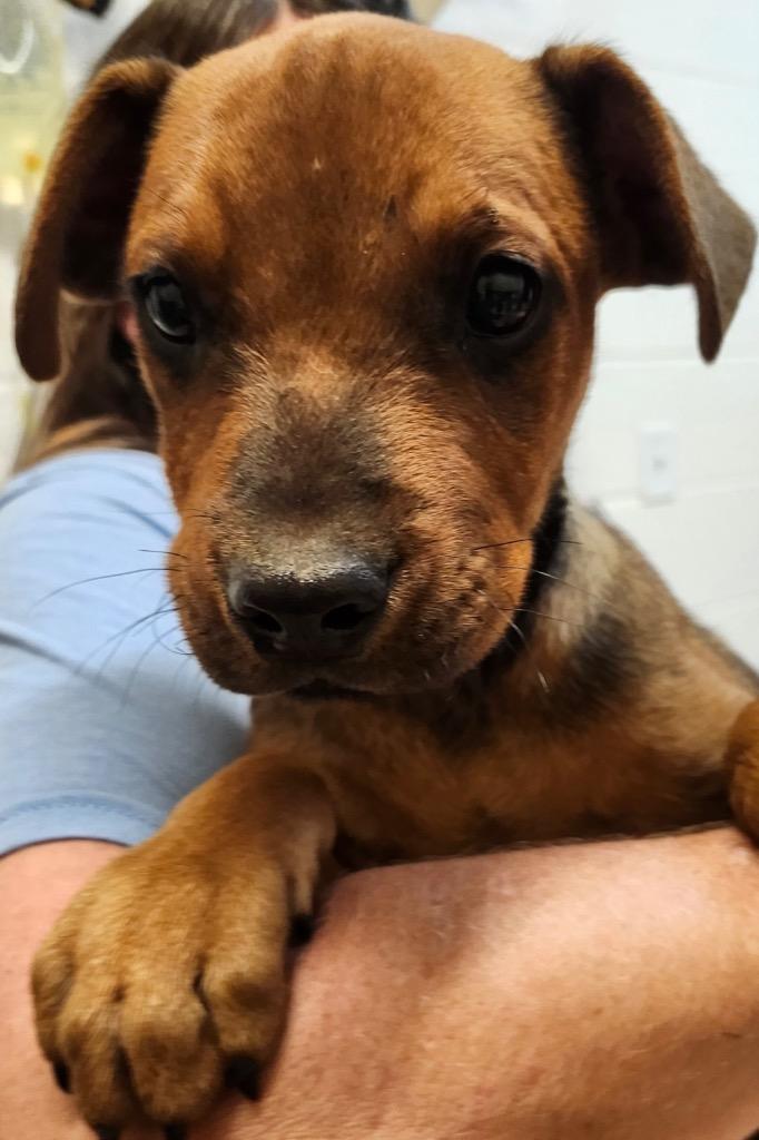 Clifford, Adoptable, Puppy Male Rhodesian Ridgeback & Mountain Cur.