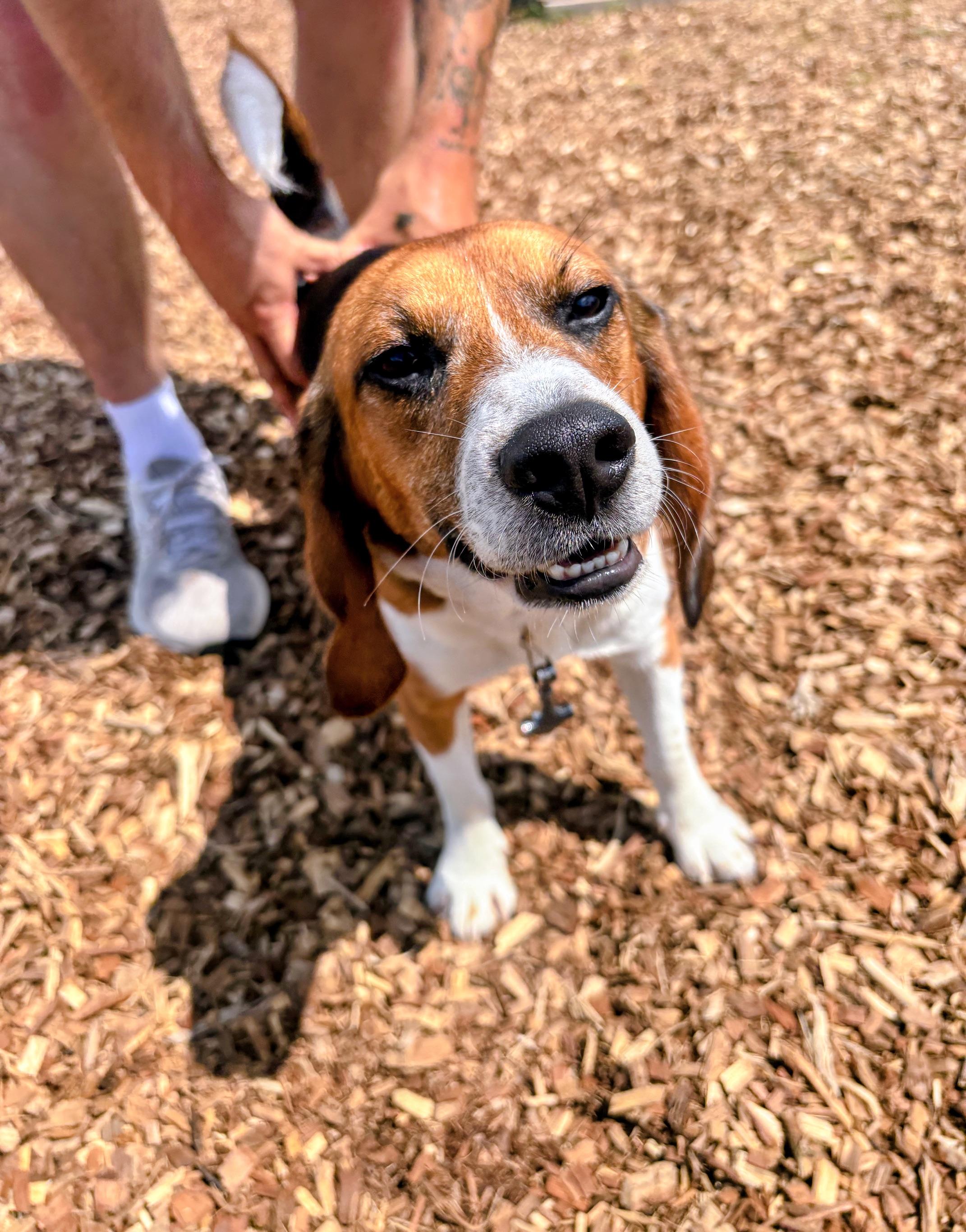 Tyr, Adoptable, Adult Male Beagle.