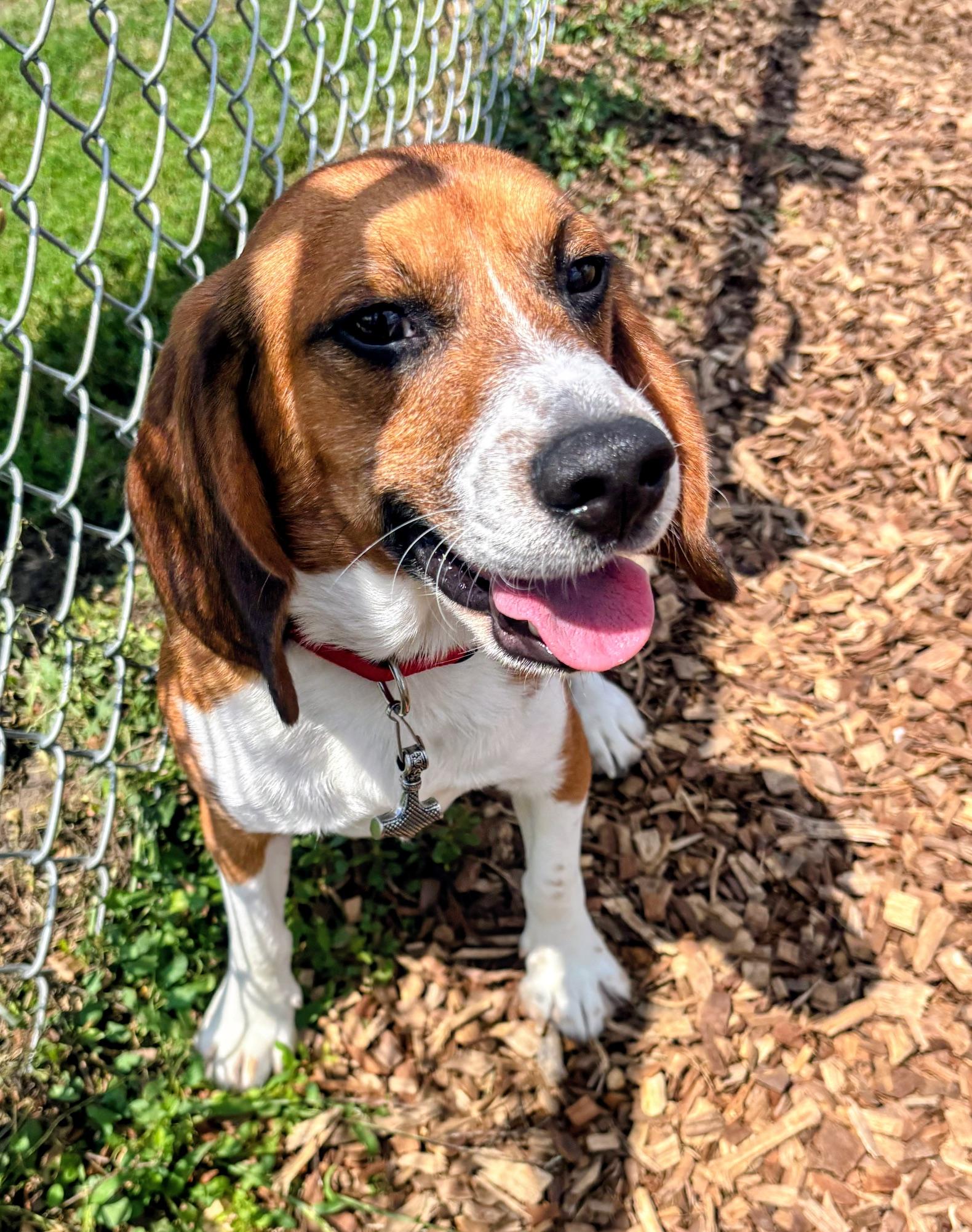 Enlarge Tyr, a Adoptable Beagle in Rockwell City, IA image 3/3