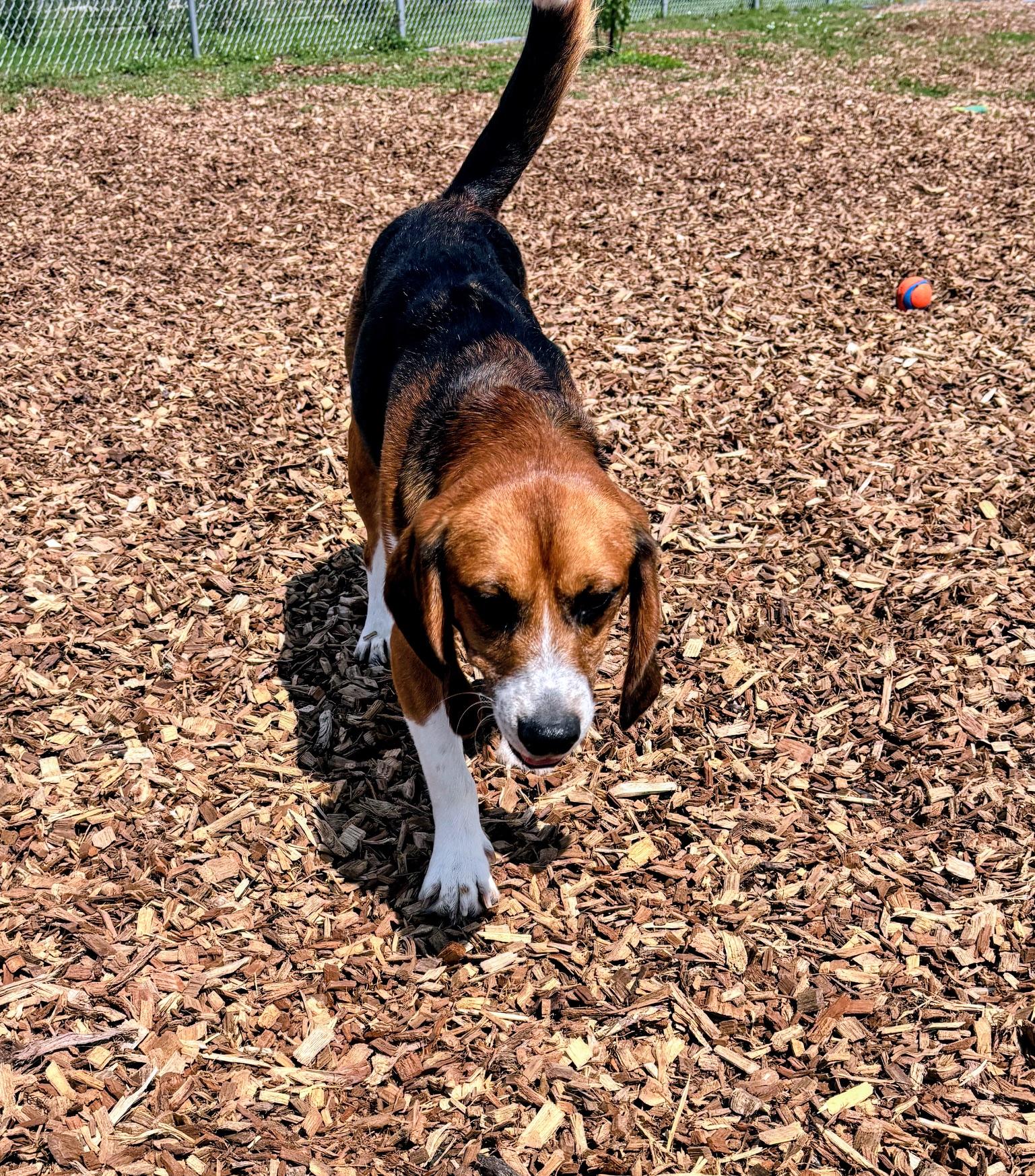 Enlarge Tyr, a Adoptable Beagle in Rockwell City, IA image 2/3