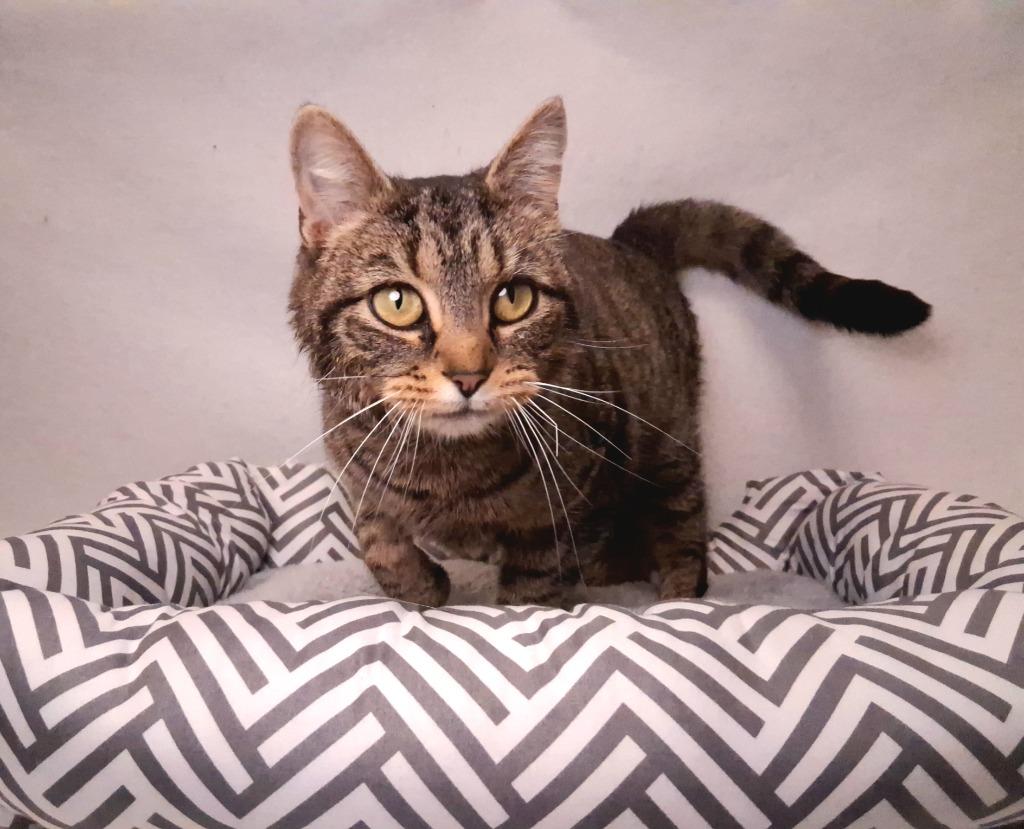HOLLY, Adopted, Young Female Domestic Short Hair.