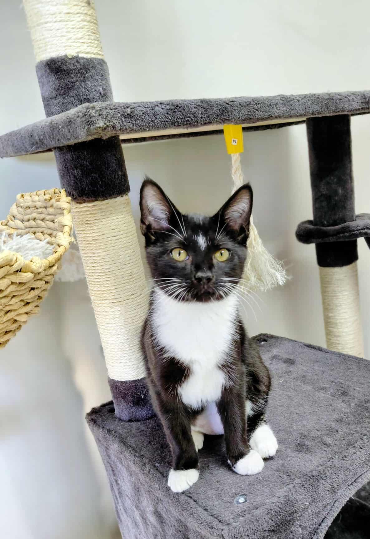 Isha, adopted, Kitten Female Domestic Short Hair.