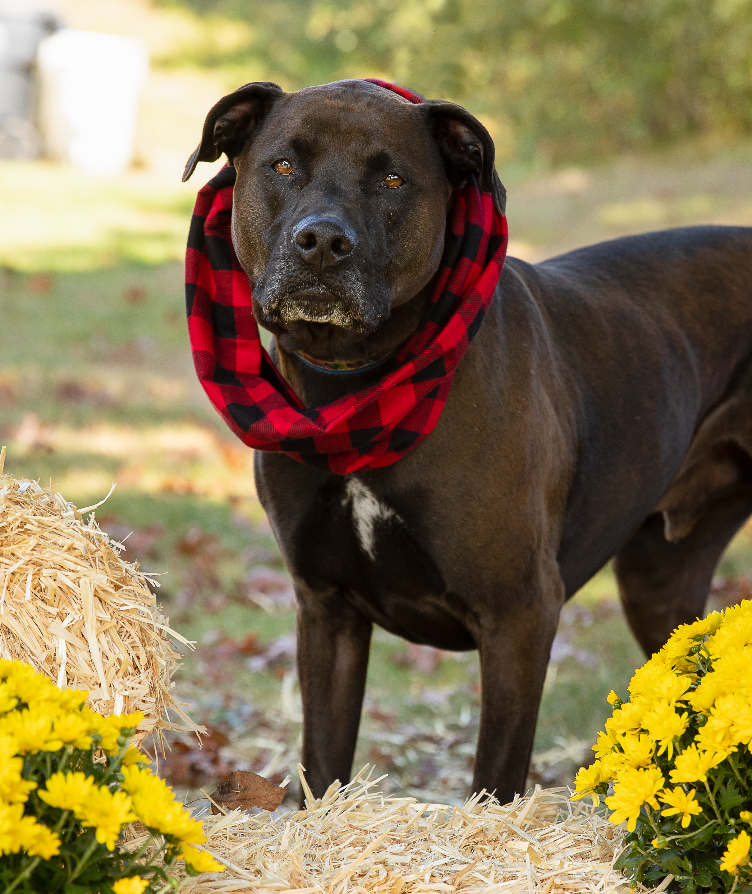 angel, a Adoptable mixed breed in Warwick, RI image 3/5