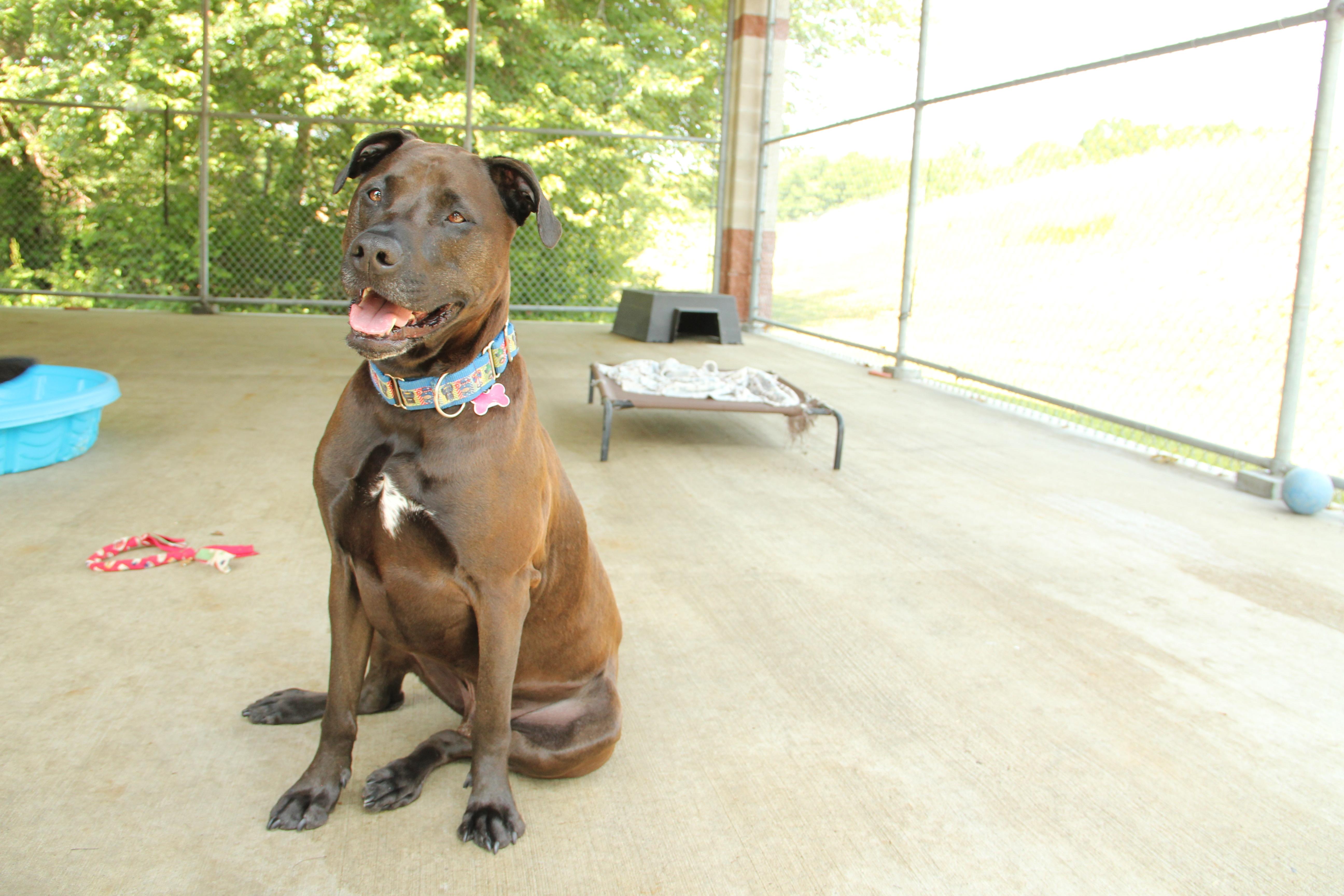 angel, a Adoptable mixed breed in Warwick, RI image 4/5