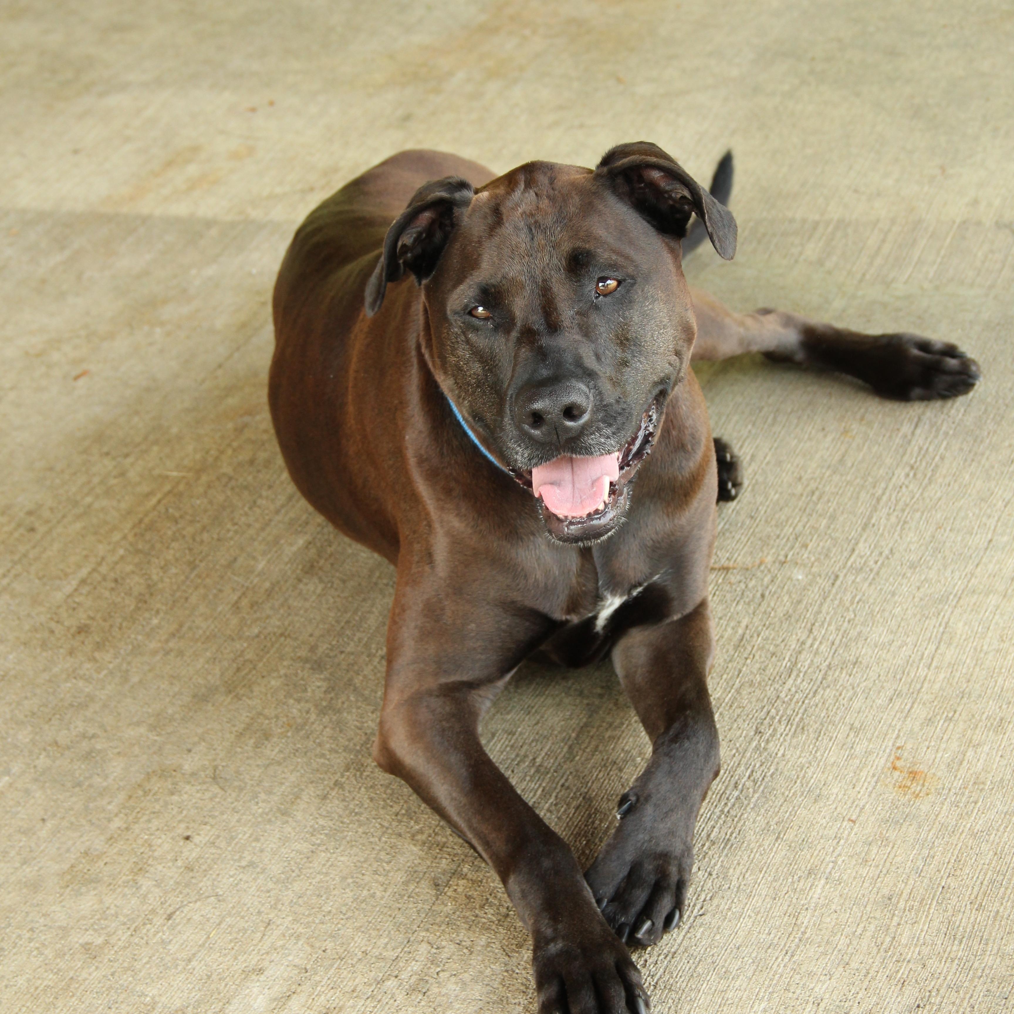 angel, a Adoptable mixed breed in Warwick, RI image 1/5