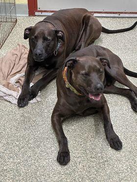 angel, a Adoptable mixed breed in Warwick, RI image 5/5