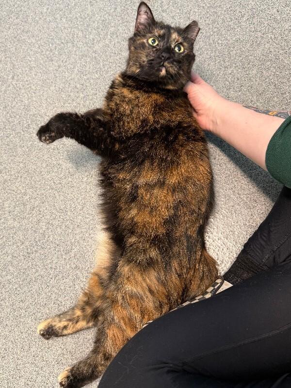 Pip, Adoptable, Adult Female Domestic Short Hair.