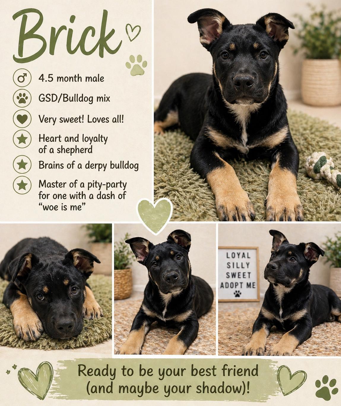 Enlarge Brick, a ADOPTABLE mixed breed in Pawcatuck , CT image 1/1
