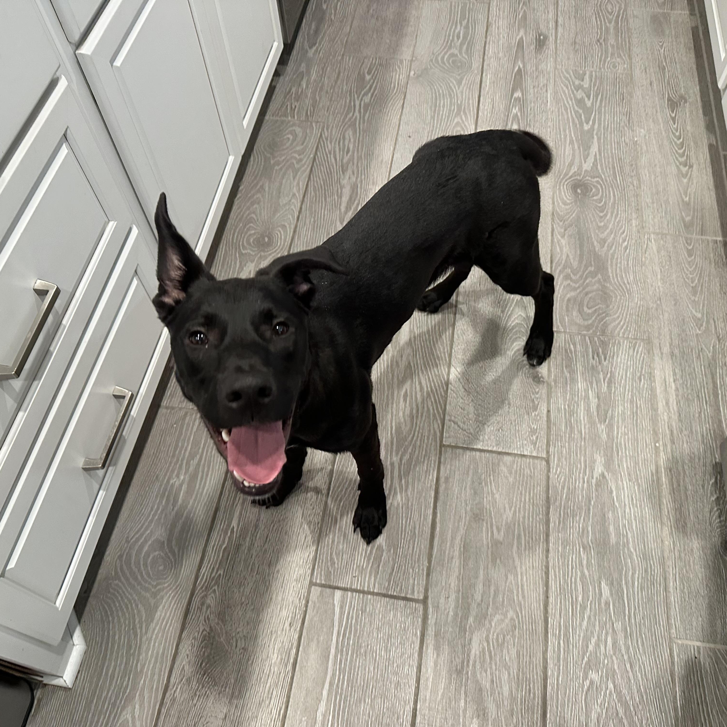 Enlarge Ash, an adopted mixed breed in Williston, VT image 5/6