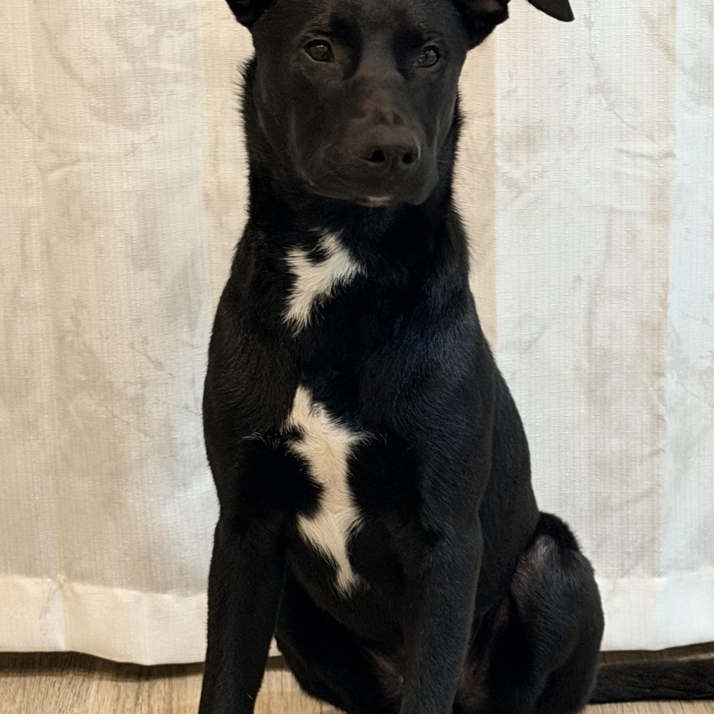 Enlarge Ash, an adopted mixed breed in Williston, VT image 6/6