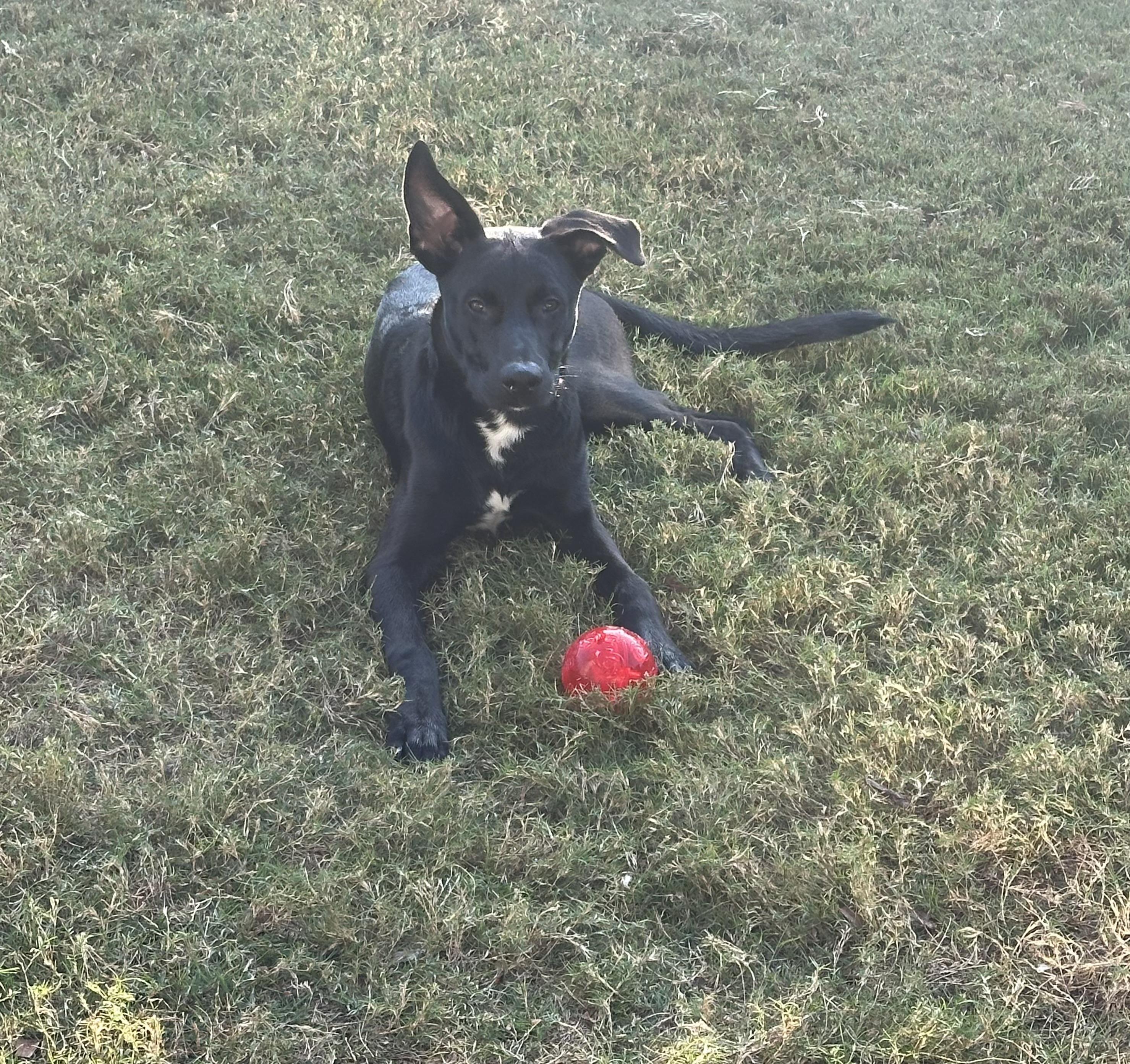 Enlarge Ash, an adopted mixed breed in Williston, VT image 3/6