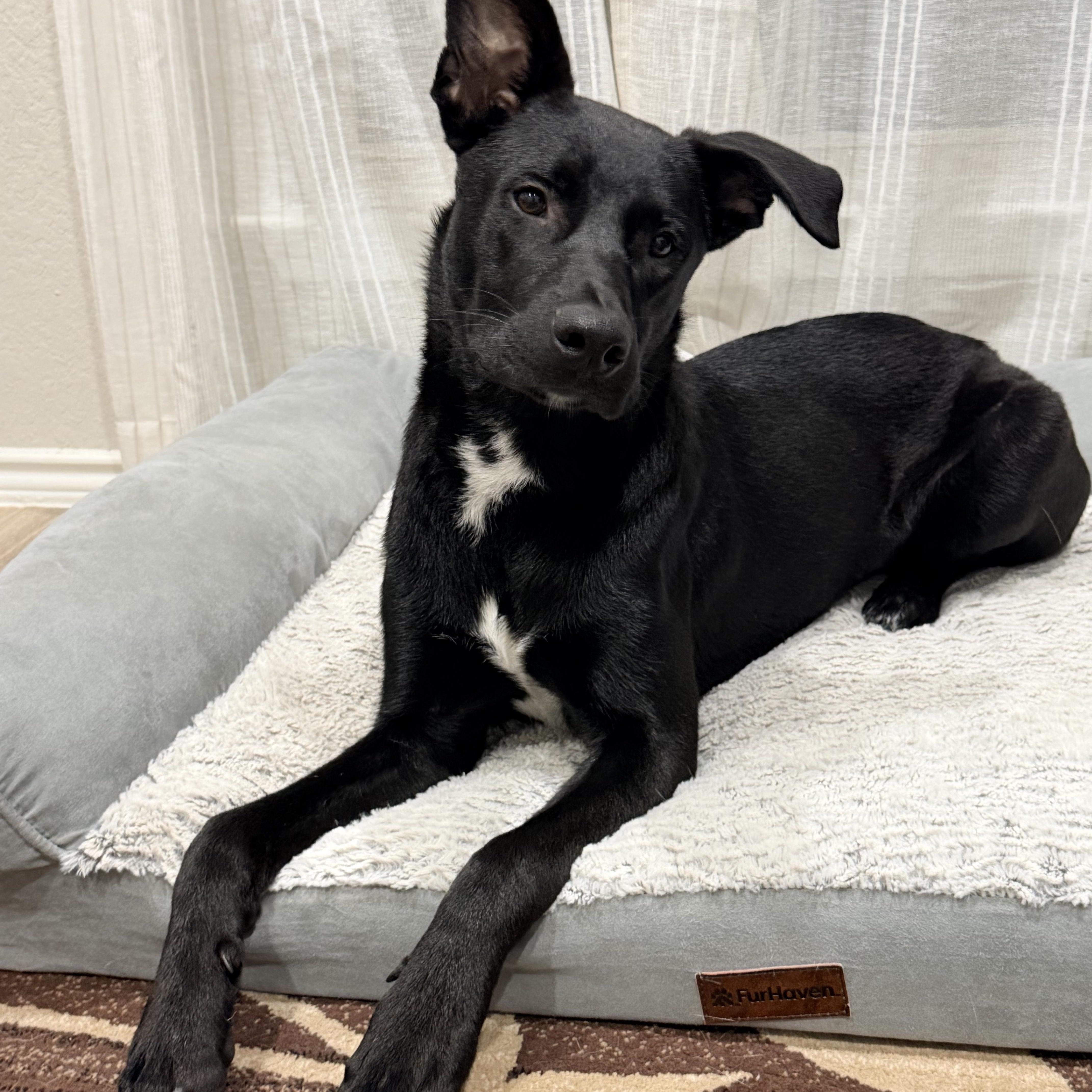 Enlarge Ash, an adopted mixed breed in Williston, VT image 4/6